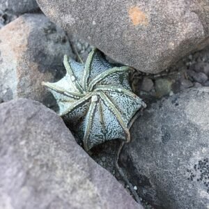 Astrophytum capricorne cactus met lange, witte borstelharen en kenmerkende sterachtige patronen op groene huid.