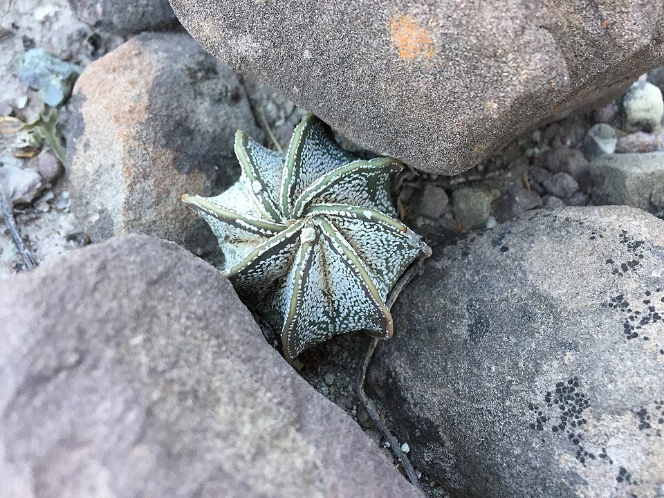 Astrophytum capricorne cactus met lange, witte borstelharen en kenmerkende sterachtige patronen op groene huid.