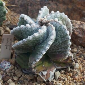 Astrophytum myriostigma cactus plant met unieke stervormige vorm.