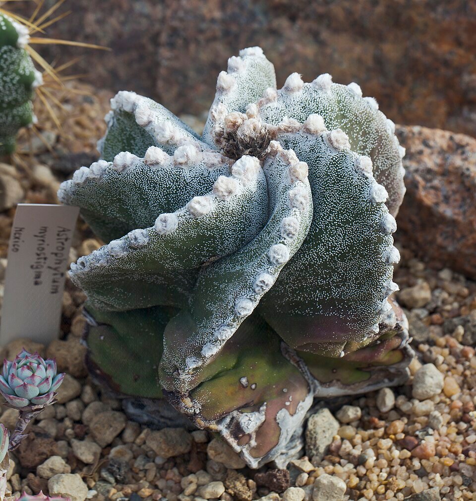 Astrophytum myriostigma cactus plant met unieke stervormige vorm.