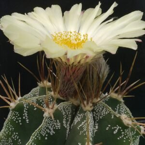 Astrophytum ornatum cactus met witte vlekken en stervormige ribbels.