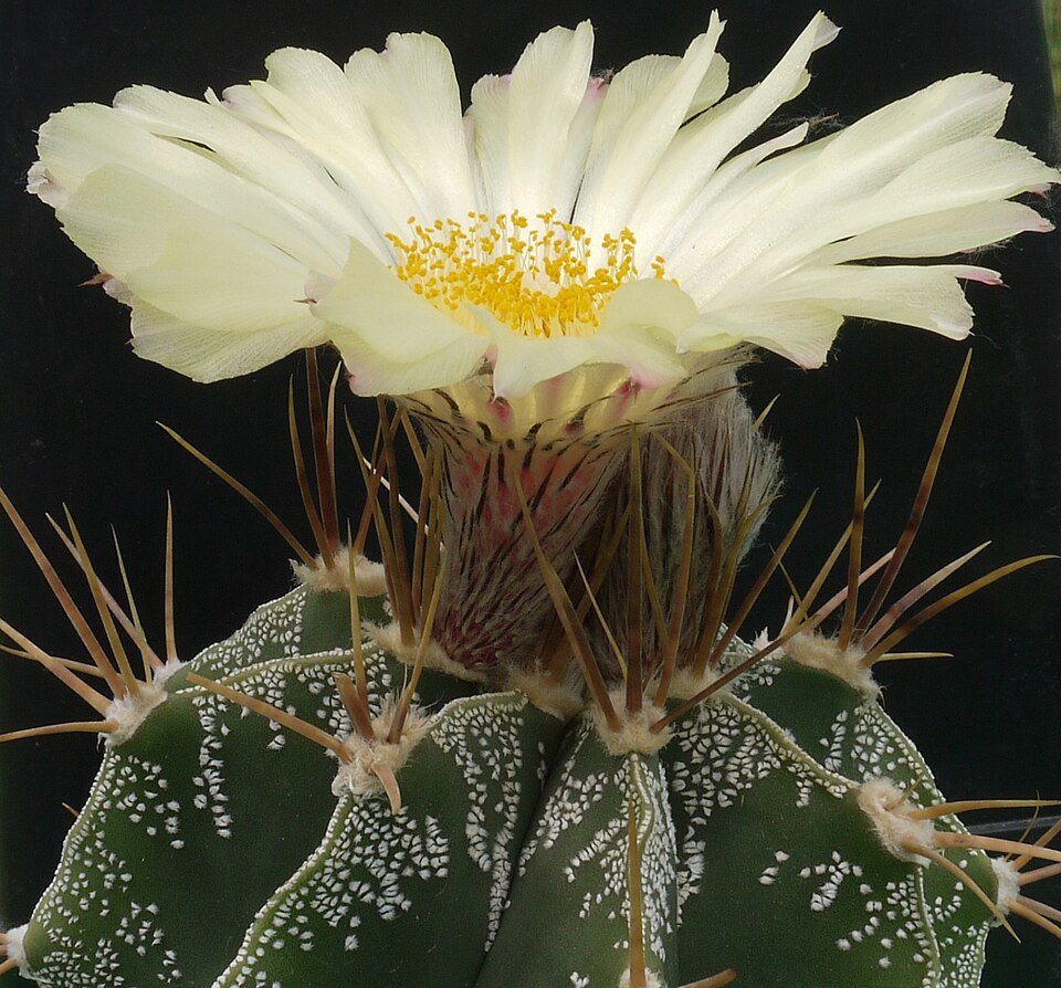 Astrophytum ornatum cactus met witte vlekken en stervormige ribbels.