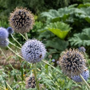 Echinops (Taplow Blue) bloemen in een tuin.