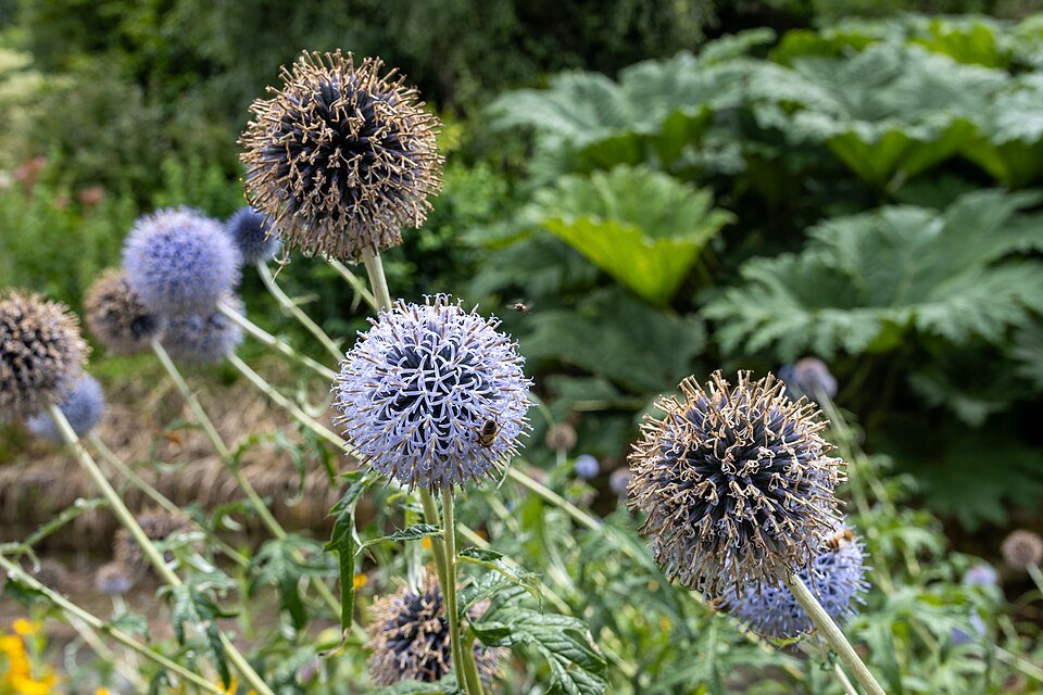 Echinops (Taplow Blue) bloemen in een tuin.