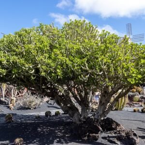 Euphorbia neriifolia cactus met stekelige groene stengels in een kleipot.