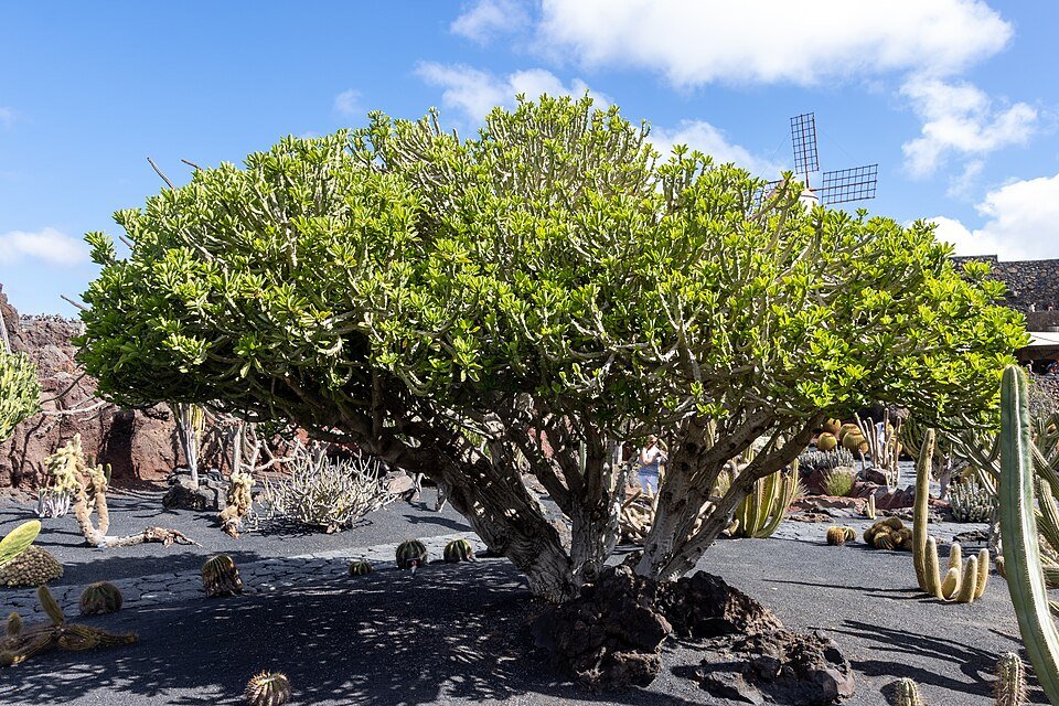 Euphorbia neriifolia cactus met stekelige groene stengels in een kleipot.