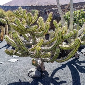 Myrtillocactus cochal in Jardin de Cactus, met levendige groene segmenten en stekelige textuur.
