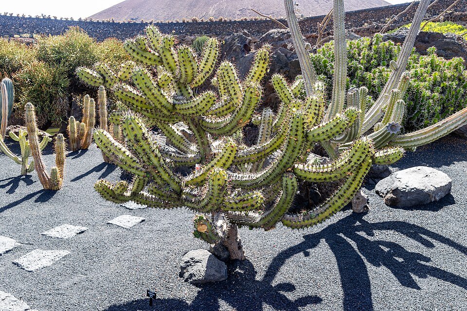 Myrtillocactus cochal in Jardin de Cactus, met levendige groene segmenten en stekelige textuur.