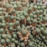Gymnocalycium neuhuberi cactus in de tuin met stekelige groene stam.