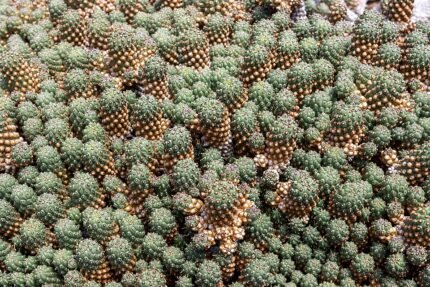 Gymnocalycium neuhuberi cactus in de tuin met stekelige groene stam.