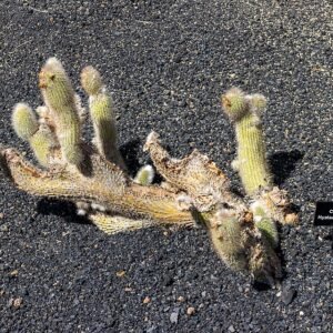 Kleine Cleistocactus hyalacanthus cactus met langwerpige groene stengels en witte stekels.