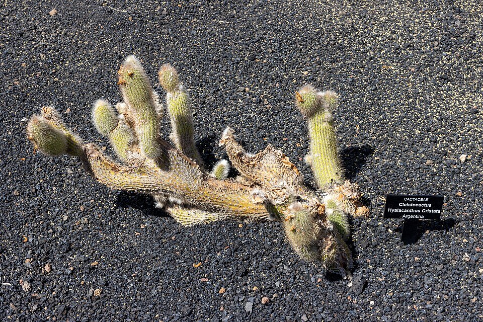 Kleine Cleistocactus hyalacanthus cactus met langwerpige groene stengels en witte stekels.