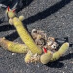 Cleistocactus brookeae cactusplant met lange groene stengels en rode bloemen.