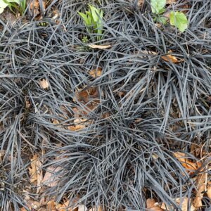 Zwarte Mondo gras met lange smalle bladeren en kleine bloemen.