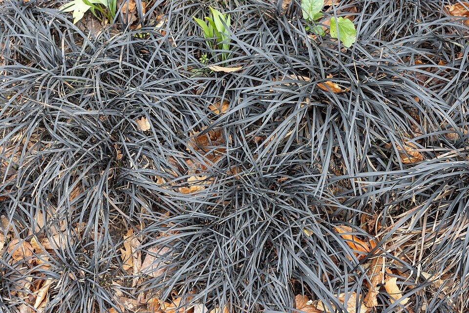 Zwarte Mondo gras met lange smalle bladeren en kleine bloemen.