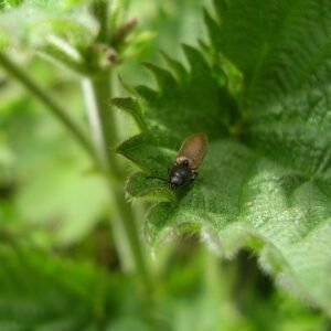 Roodaarskniptor op groene bladeren.