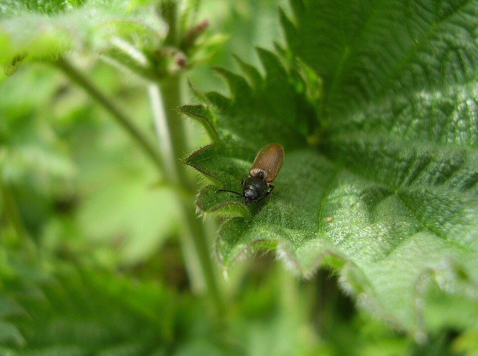 Roodaarskniptor op groene bladeren.
