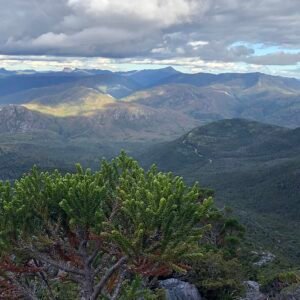 Zeldzame Athrotaxis selaginoides boom met groene naalden en schors.