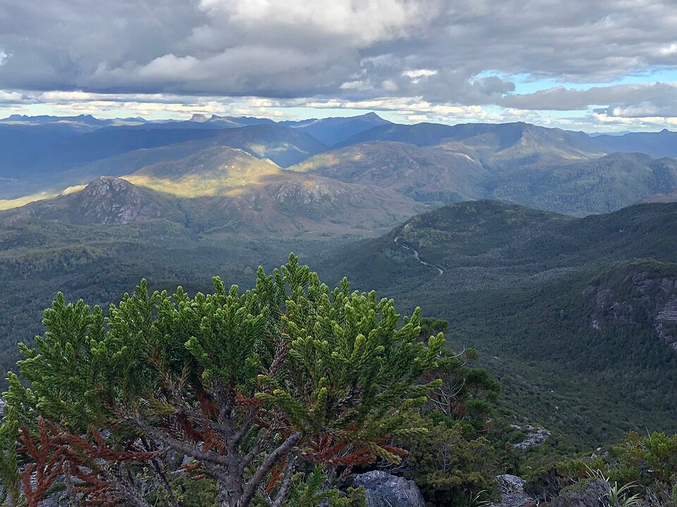 Zeldzame Athrotaxis selaginoides boom met groene naalden en schors.