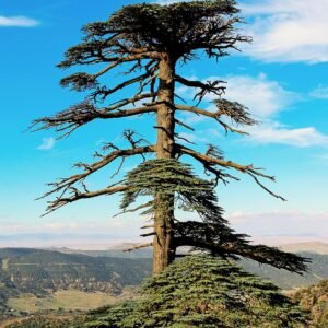 Atlasceder boom met winterhard kenmerk.