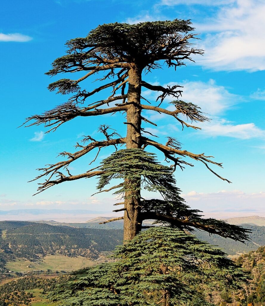 Atlasceder boom met winterhard kenmerk.