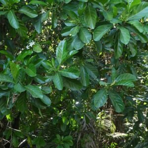 Atractocarpus fitzalanii plant met groene bladeren en bloemen.