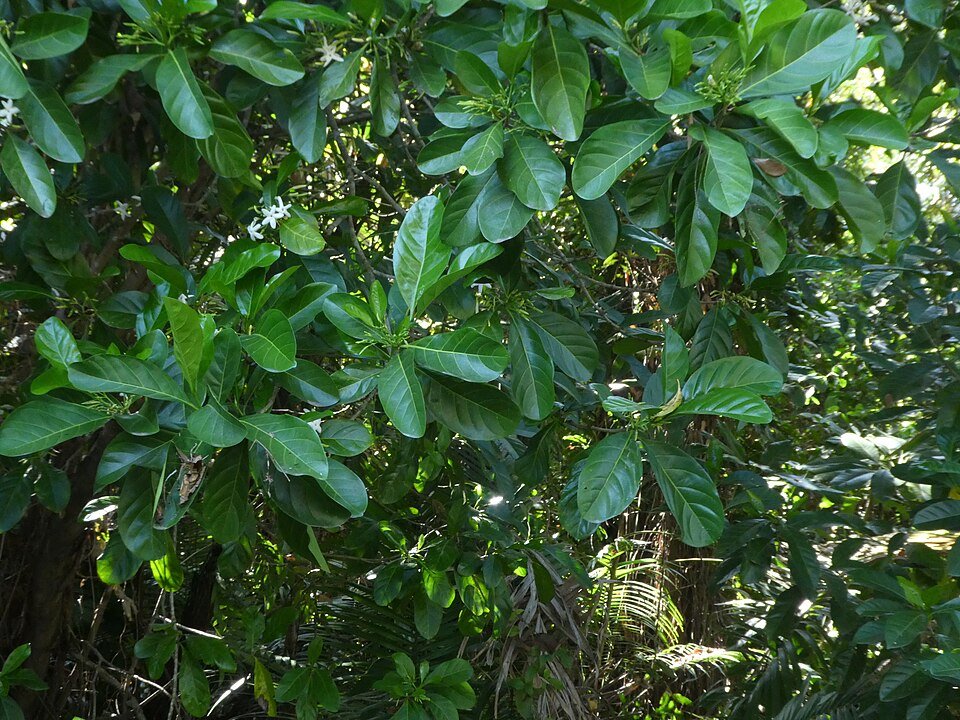 Atractocarpus fitzalanii plant met groene bladeren en bloemen.