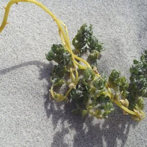 Zilvergroene bladeren van de Atriplex hollowayi plant tegen vage achtergrond.