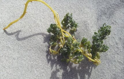 Zilvergroene bladeren van de Atriplex hollowayi plant tegen vage achtergrond.