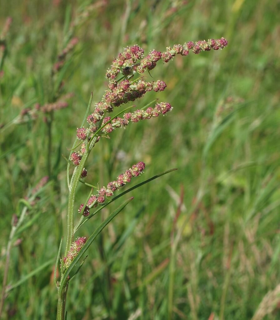 Meldeplant langs kustlijn met groene bladeren en bloemen.