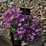 Aubrieta deltoidea bloemen in zonlicht.
