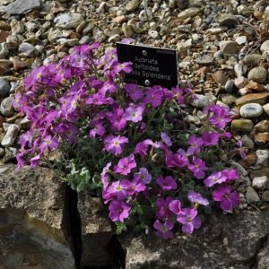 Aubrieta deltoidea bloemen in zonlicht.