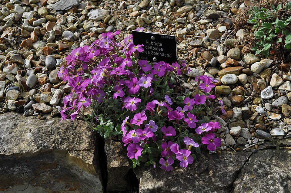 Aubrieta deltoidea bloemen in zonlicht.