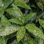 Aucuba japonica met goudgele stippenbladeren in halfschaduw tot schaduw.