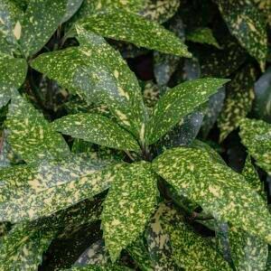 Aucuba japonica met goudgele stippenbladeren in halfschaduw tot schaduw.