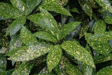 Aucuba japonica met goudgele stippenbladeren in halfschaduw tot schaduw.