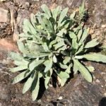 Gele rotsschildzaad bloeiende plant in de tuin.