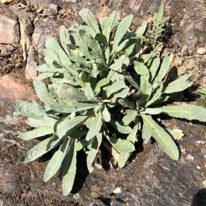 Gele rotsschildzaad bloeiende plant in de tuin.