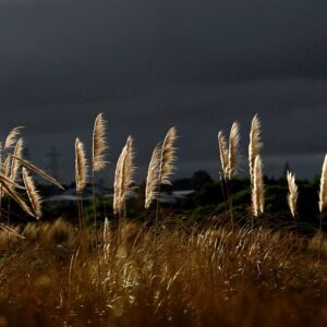 Austroderia toetoe plant met lange sierlijke bladeren.