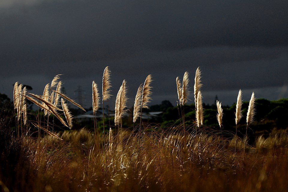 Austroderia toetoe plant met lange sierlijke bladeren.