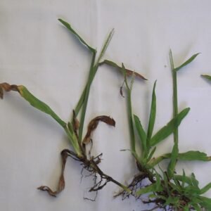 Axonopus compressus gras met groene bladeren en bloemen in Indiaanse veld.