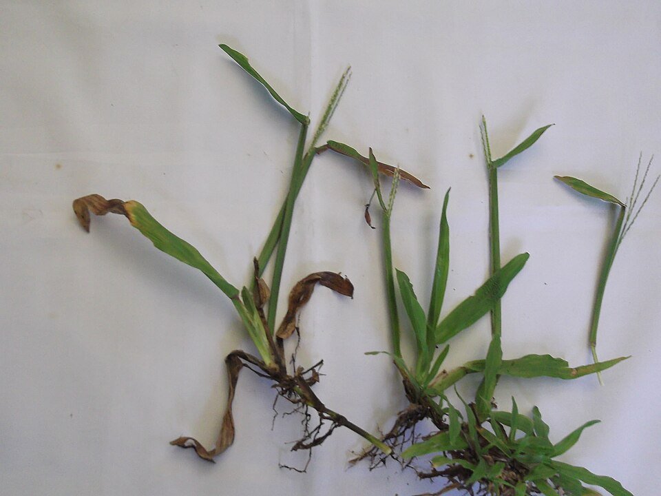 Axonopus compressus gras met groene bladeren en bloemen in Indiaanse veld.