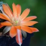 Small Rebutia padcayensis cactus with bright pink flowers in a pot.