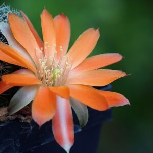 Small Rebutia padcayensis cactus with bright pink flowers in a pot.