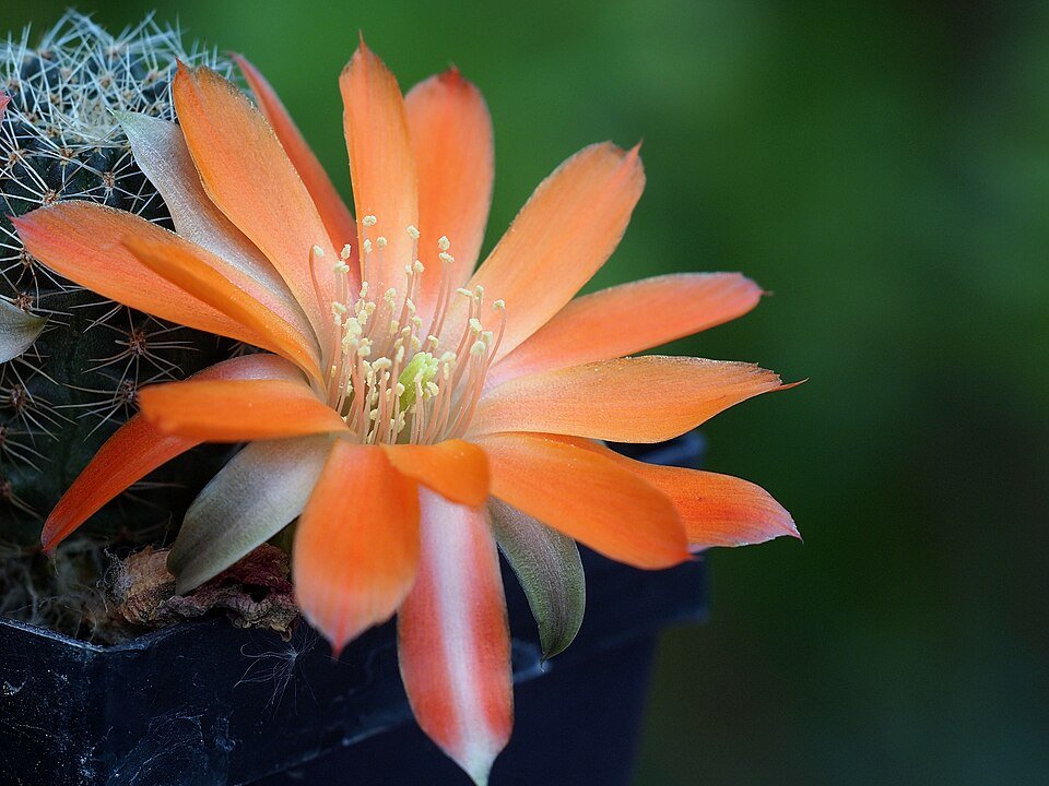 Small Rebutia padcayensis cactus with bright pink flowers in a pot.