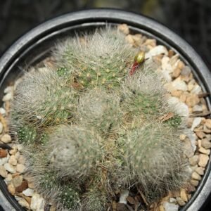 Aylostera albiflora cactus bloeiend met witte bloemen op stenen achtergrond.
