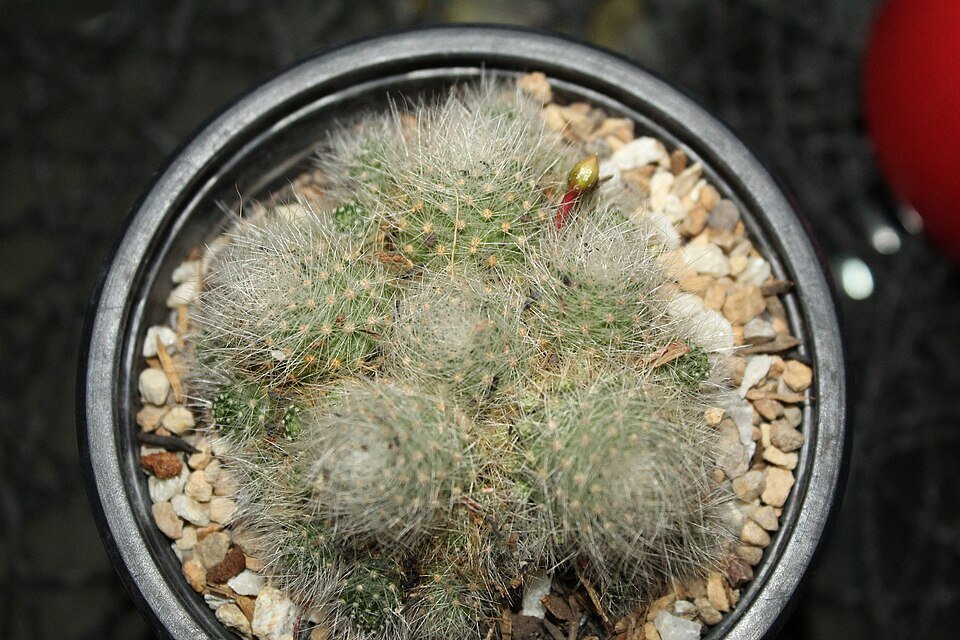 Aylostera albiflora cactus bloeiend met witte bloemen op stenen achtergrond.