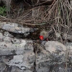"Kleine cactus met paarse bloemen in pot"