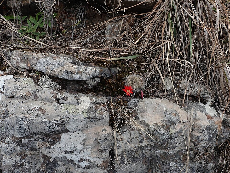 "Kleine cactus met paarse bloemen in pot"