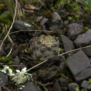 Aylostera nigricans cactus met donkergroene stekels en witte bloemen.
